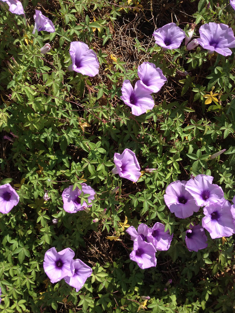 Ipomoea cairica / Campanella del Cairo